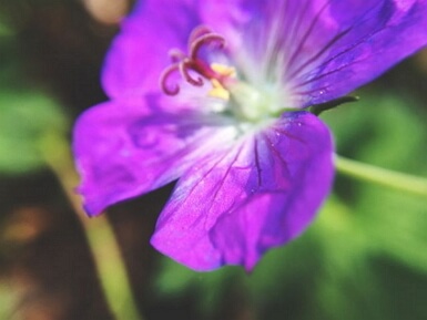 Olloclip 4 in 1 Lens