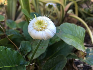 Olloclip 4 in 1 Lens