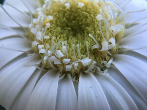 Olloclip 4 in 1 Lens