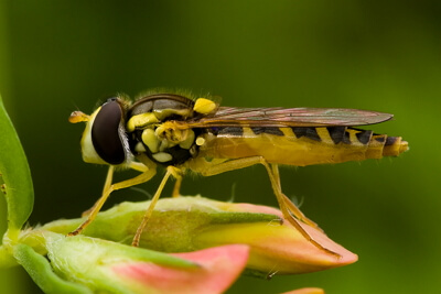 Tamron SP AF 90mm F/2.8 Di Macro 1:1