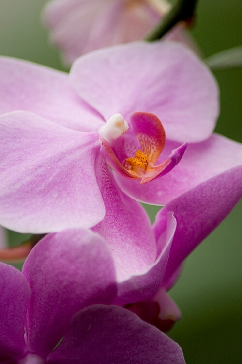 Tamron AF 70-300mm F/4-5.6 Di LD Macro 1:2
